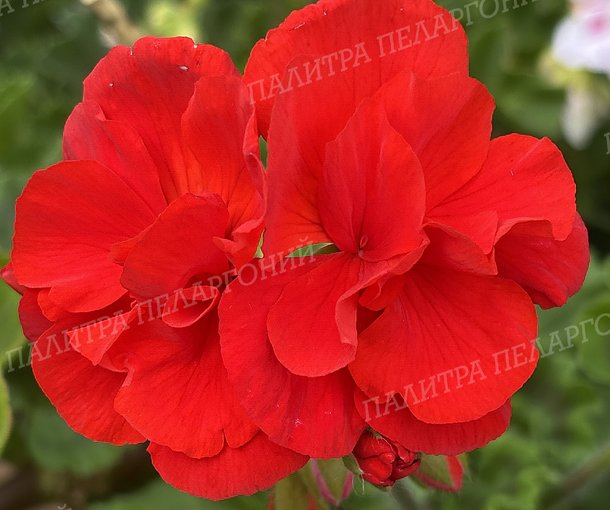 CALLIOPE SCARLET RED (КАЛЛИОПЕ СКАРЛЕТ РЕД)