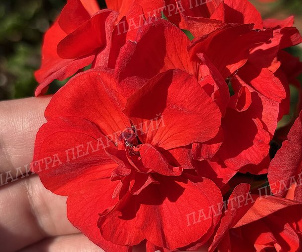 CALLIOPE SCARLET RED (КАЛЛИОПЕ СКАРЛЕТ РЕД)