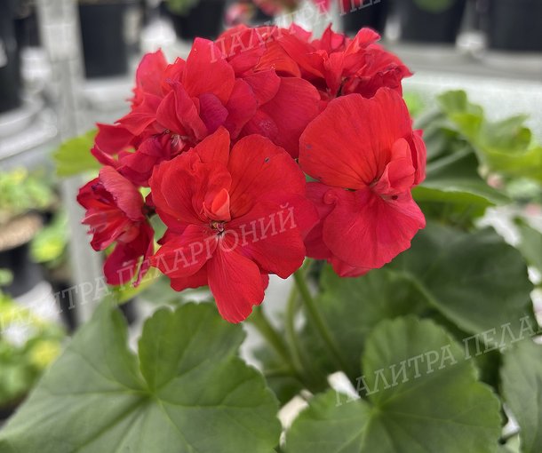 CALLIOPE SCARLET RED (КАЛЛИОПЕ СКАРЛЕТ РЕД)