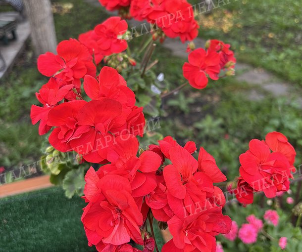 CALLIOPE SCARLET RED (КАЛЛИОПЕ СКАРЛЕТ РЕД)