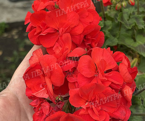 CALLIOPE SCARLET RED (КАЛЛИОПЕ СКАРЛЕТ РЕД)