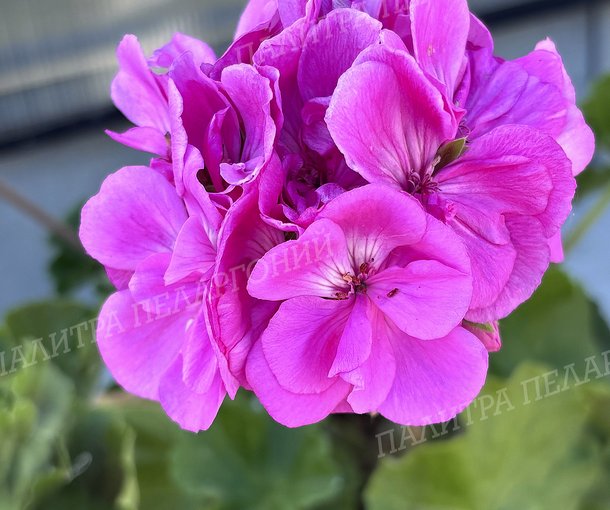 CALLIOPE LAVENDER BLUE (КАЛЛИОПЕ ЛАВАНДА БЛЮ)