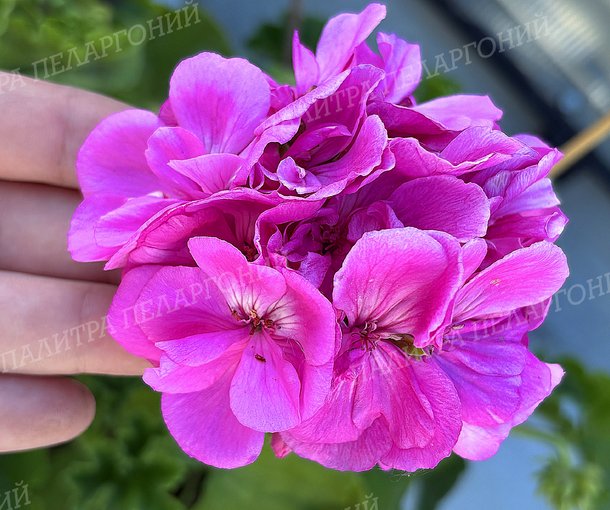 CALLIOPE LAVENDER BLUE (КАЛЛИОПЕ ЛАВАНДА БЛЮ)