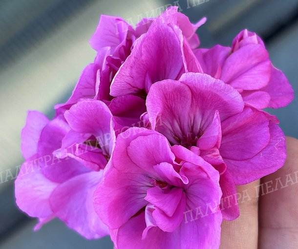 CALLIOPE LAVENDER BLUE (КАЛЛИОПЕ ЛАВАНДА БЛЮ)