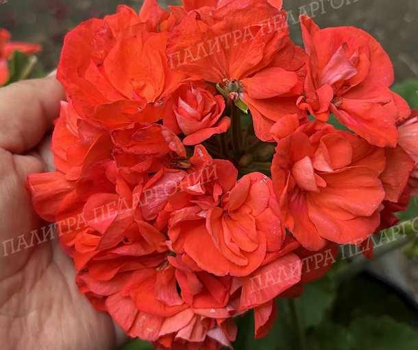Bold Flame (БОЛД ФЛЭЙМ)