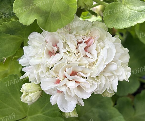 Frill Danser AY (ФРИЛ ДАНСЕР), КОРЕЯ