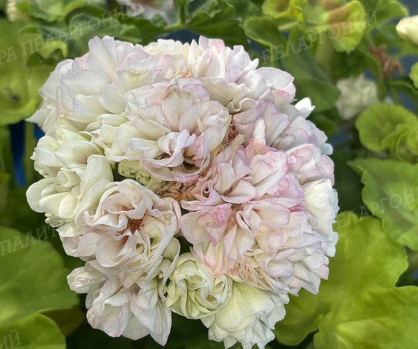 Frill Danser AY (ФРИЛ ДАНСЕР), КОРЕЯ
