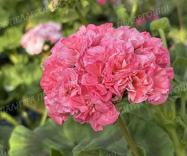 Rejoice Blossom (РИДЖОЙС БЛОССОМ), КОРЕЯ