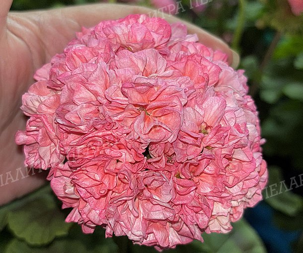 Rejoice Blossom (РИДЖОЙС БЛОССОМ), КОРЕЯ