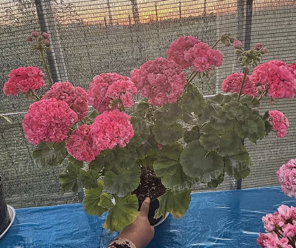 Rejoice Blossom (РИДЖОЙС БЛОССОМ), КОРЕЯ