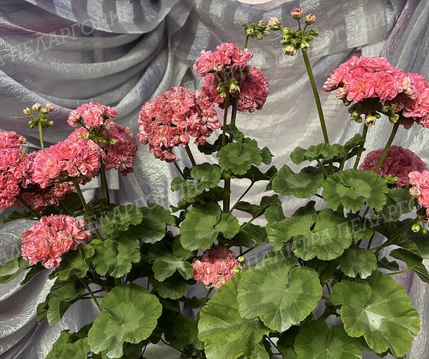 Rejoice Blossom (РИДЖОЙС БЛОССОМ), КОРЕЯ