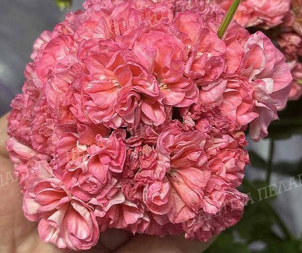 Rejoice Blossom (РИДЖОЙС БЛОССОМ), КОРЕЯ