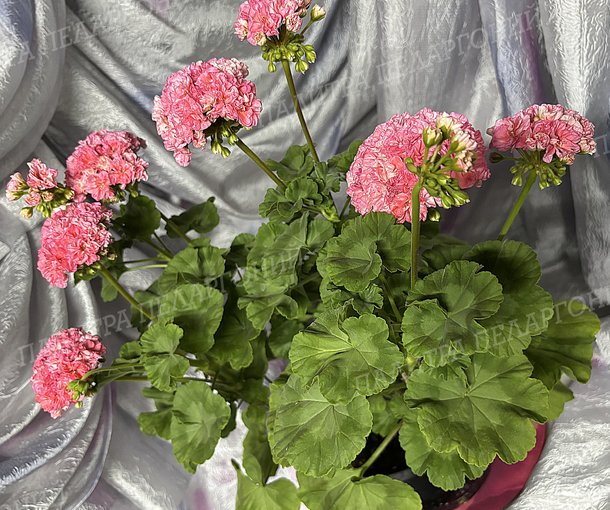 Rejoice Blossom (РИДЖОЙС БЛОССОМ), КОРЕЯ