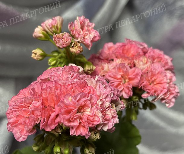 Rejoice Blossom (РИДЖОЙС БЛОССОМ), КОРЕЯ