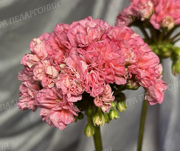 Rejoice Blossom (РИДЖОЙС БЛОССОМ), КОРЕЯ