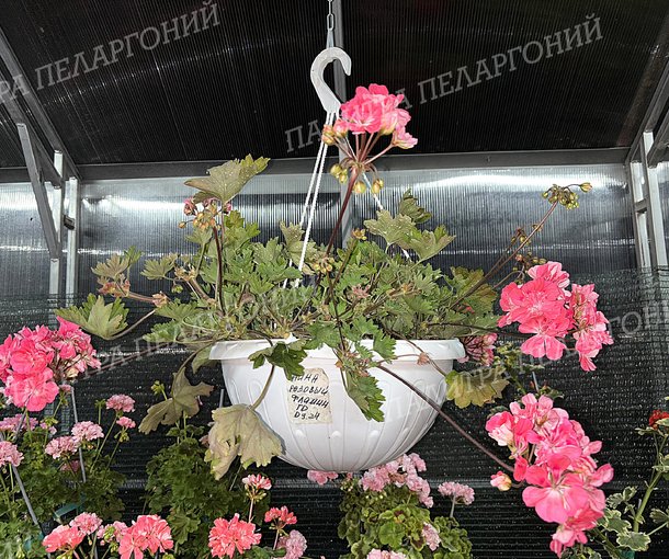 НИНА РОЗОВЫЙ ФЛАМИНГО