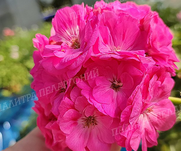 ЮГ ПЕТЕРБУРГСКИЕ ТАЙНЫ