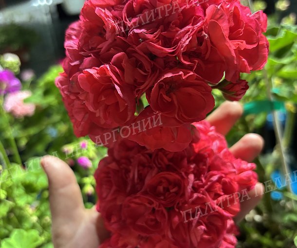 ЗАИР ФАИНА РАНЕВСКАЯ