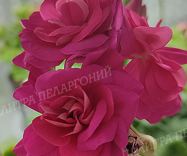 Ю КАТЕРИНА