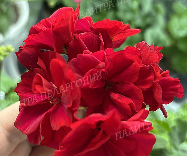 Ю АЛЕГРИАС