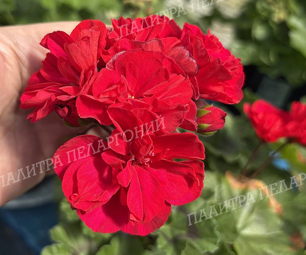 Ю АЛЕГРИАС