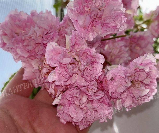 Ю МАДАМ ДЕ ПОМПАДУР