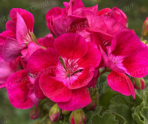 PAC FLOWER FAIRY BERRI (ПАК ФЛАУЭ ФЭРИ БЕРРИ)