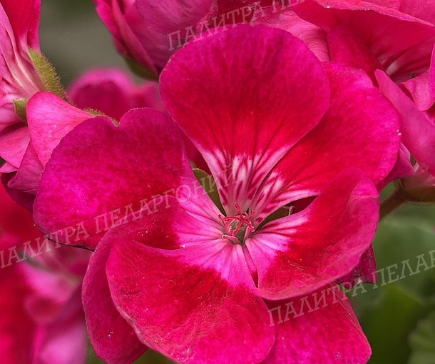 PAC FLOWER FAIRY BERRI (ПАК ФЛАУЭ ФЭРИ БЕРРИ)