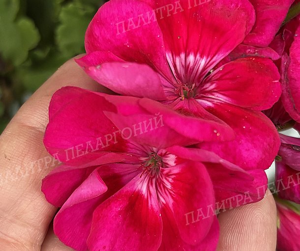 PAC FLOWER FAIRY BERRI (ПАК ФЛАУЭ ФЭРИ БЕРРИ)
