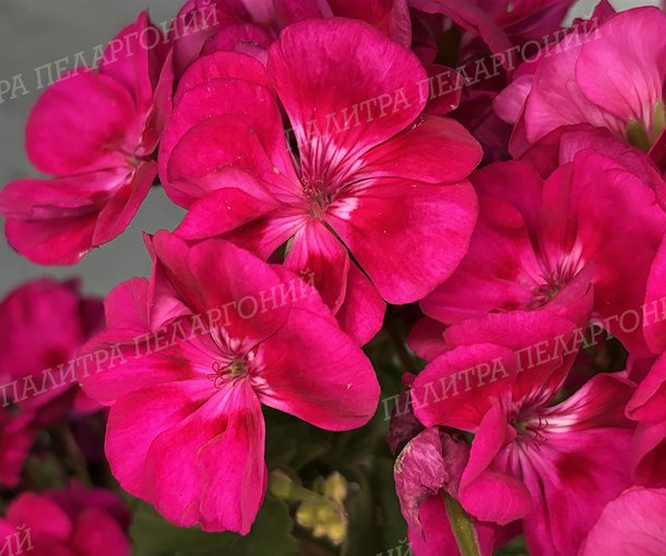 PAC FLOWER FAIRY BERRI (ПАК ФЛАУЭ ФЭРИ БЕРРИ)