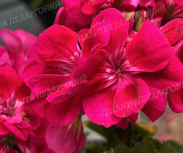 PAC FLOWER FAIRY BERRI (ПАК ФЛАУЭ ФЭРИ БЕРРИ)