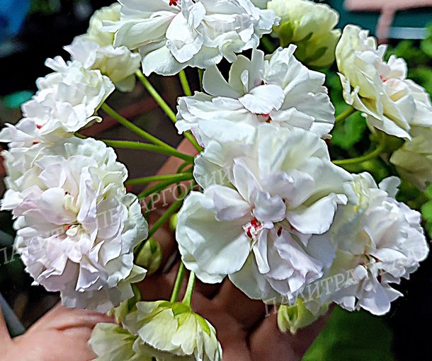 ТАИРА ЛЮБОВЬ ОРЛОВА