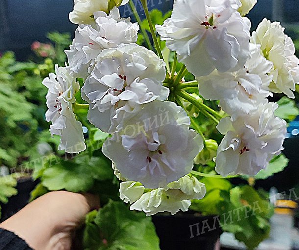 ТАИРА ЛЮБОВЬ ОРЛОВА