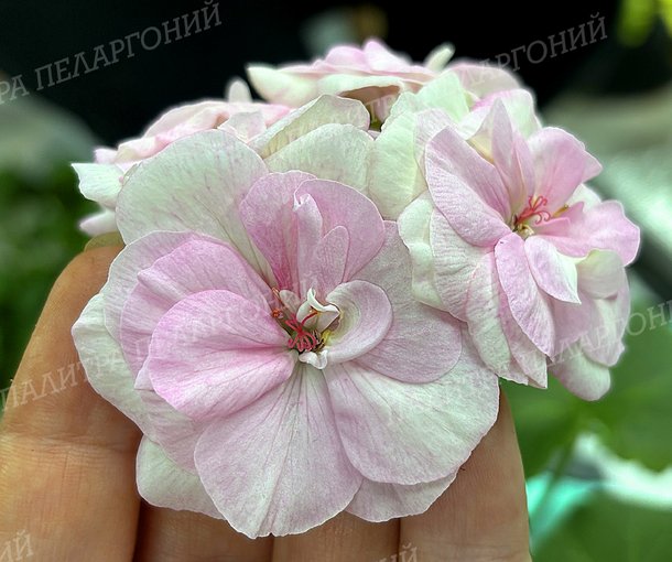 ОЧ-Мадперл Роуз (ОЧ-Маdреаrl Rоsе)
