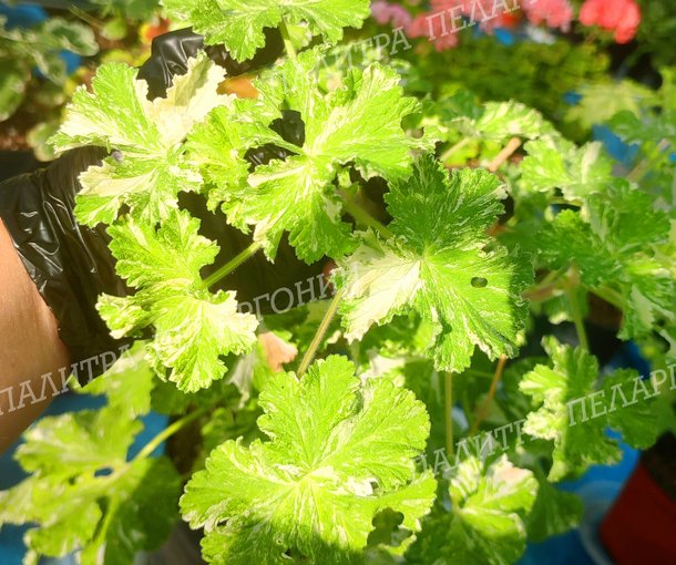 Charmay Snowflurry (ЧАРМЭЙ СНОУФЛАРРИ)