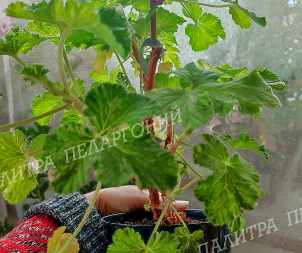 Charmay Snowflurry (ЧАРМЭЙ СНОУФЛАРРИ)