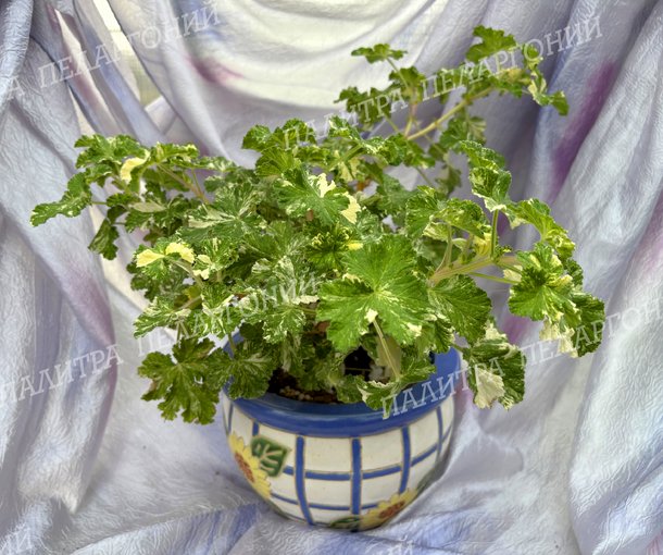 Charmay Snowflurry (ЧАРМЭЙ СНОУФЛАРРИ)