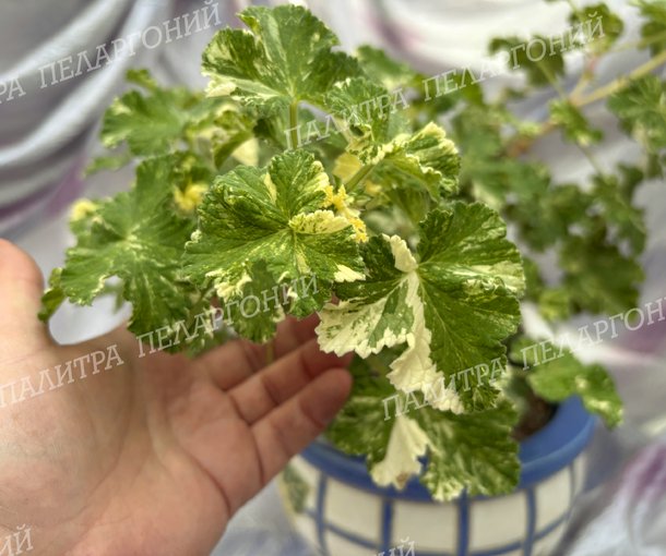 Charmay Snowflurry (ЧАРМЭЙ СНОУФЛАРРИ)
