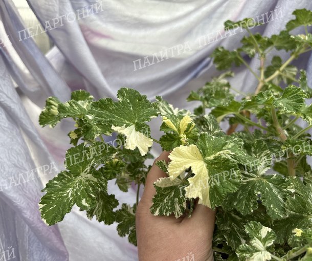 Charmay Snowflurry (ЧАРМЭЙ СНОУФЛАРРИ)