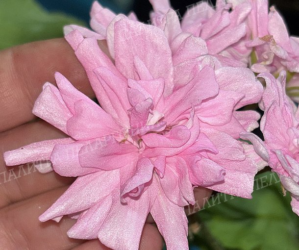 ЮГ РОЗОВАЯ ПАНТЕРА