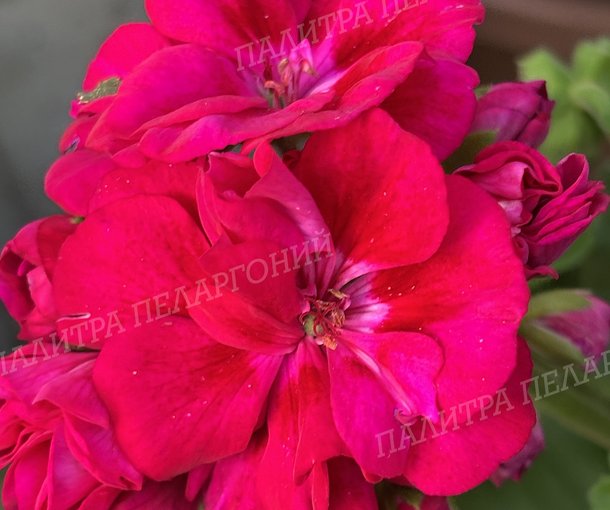 FÉE CERISE POLINA (ФИ СЕРИС ПОЛИНА)