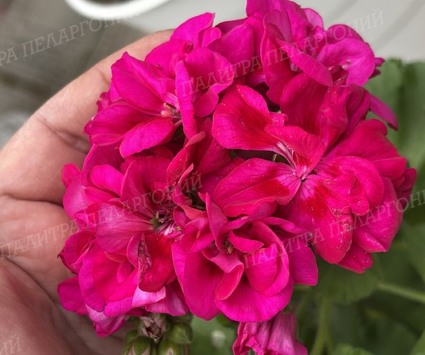FÉE CERISE POLINA (ФИ СЕРИС ПОЛИНА)