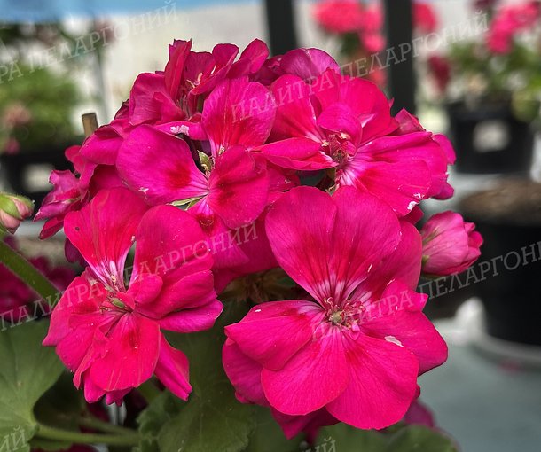 FÉE CERISE POLINA (ФИ СЕРИС ПОЛИНА)