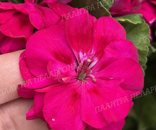 FÉE CERISE POLINA (ФИ СЕРИС ПОЛИНА)
