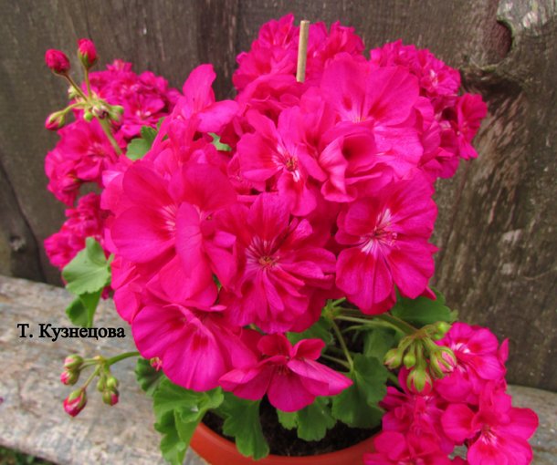 FÉE CERISE POLINA (ФИ СЕРИС ПОЛИНА)