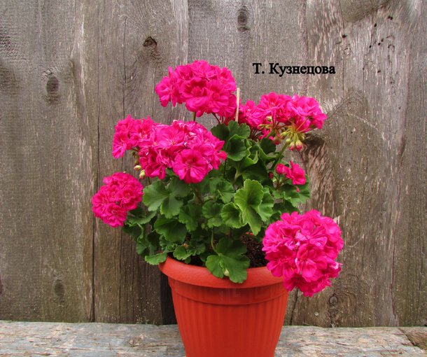 FÉE CERISE POLINA (ФИ СЕРИС ПОЛИНА)