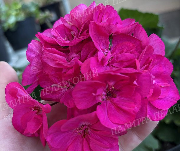 PAC VIOLETTA (ПАК ВИОЛЕТТА)