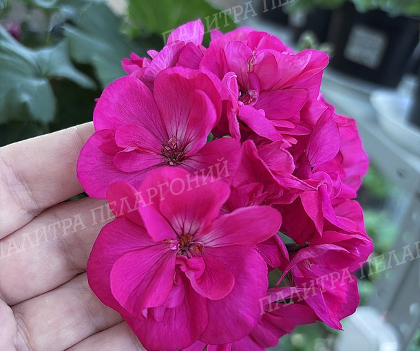 PAC VIOLETTA (ПАК ВИОЛЕТТА)