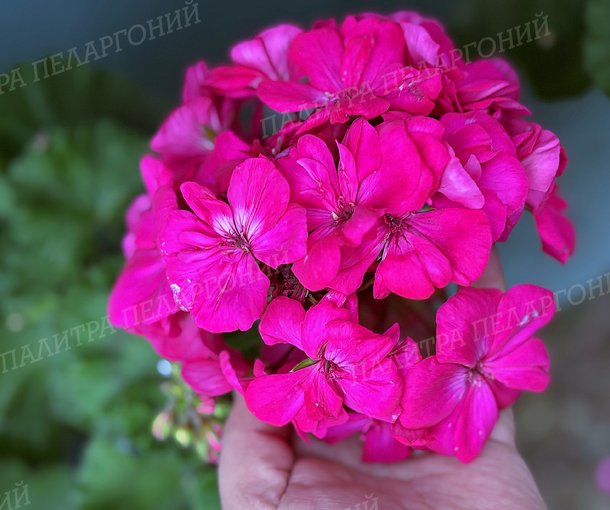 PAC VIOLETTA (ПАК ВИОЛЕТТА)
