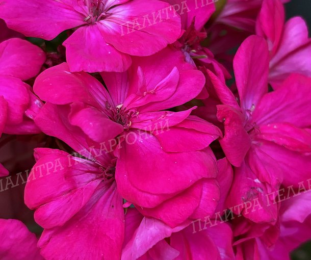 PAC VIOLETTA (ПАК ВИОЛЕТТА)